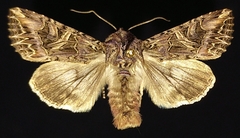 Anarta farnhami