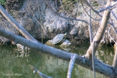 Trachemys venusta cataspila
