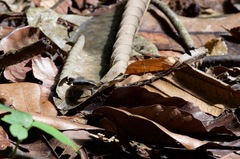 Eutropis rudis