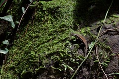 Eutropis rudis