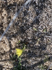 Oenothera primiveris primiveris