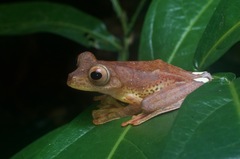Rhacophorus pardalis