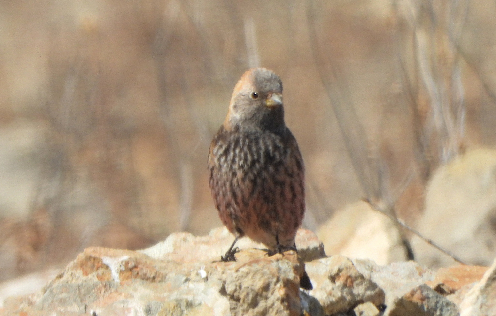 Asian Rosy Finch (Leucosticte arctoa), photo 1