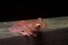 Rhacophorus pardalis