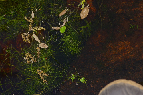 Twoheaded water-starwort (Callitriche heterophylla)