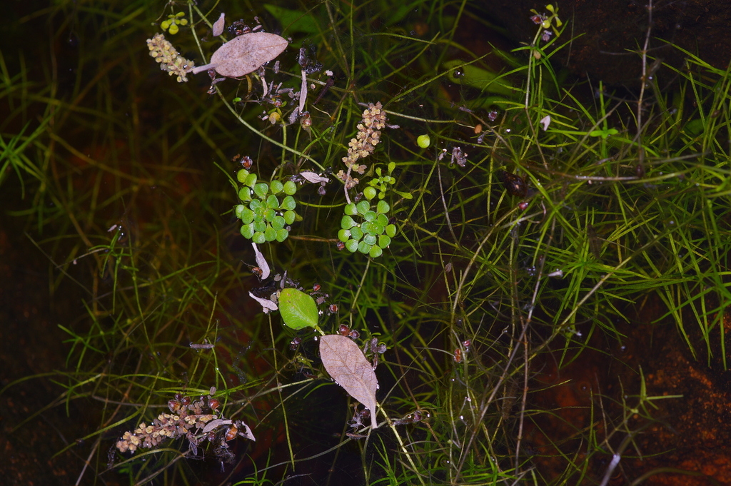Callitriche heterophylla; photograph (c) Michelle W. (鍾偉瑋), some rights reserved (CC BY)