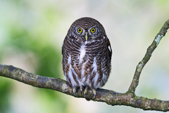 Glaucidium cuculoides