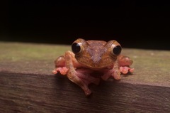 Rhacophorus pardalis