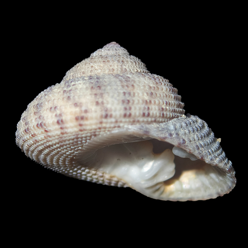Clanculus floridus, 2026-03-18