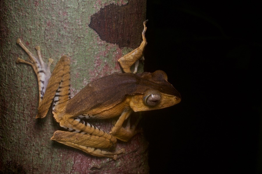 File-Eared Tree Frog