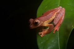 Rhacophorus pardalis