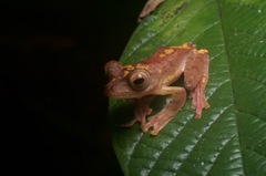 Rhacophorus pardalis