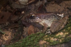Limnonectes leporinus