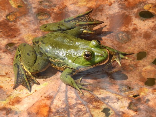 Indian Five-fingered Frog