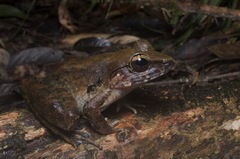 Limnonectes leporinus