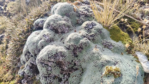 Vegetable Sheep (Raoulia eximia)