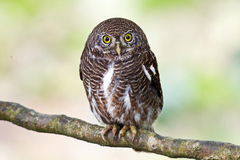 Glaucidium cuculoides