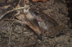 Limnonectes leporinus