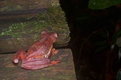 Rhacophorus pardalis