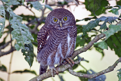 Glaucidium cuculoides