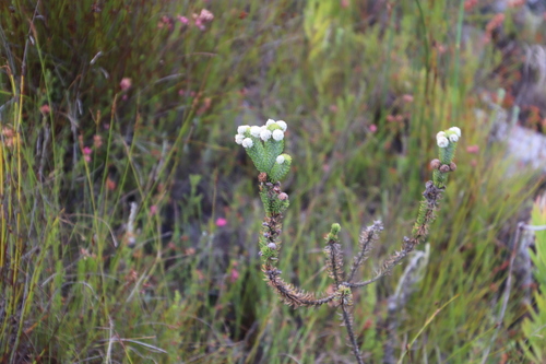 Berzelia rubra (Berzelia rubra)