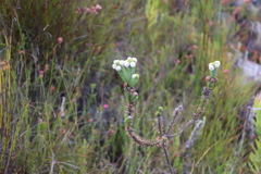 Berzelia rubra
