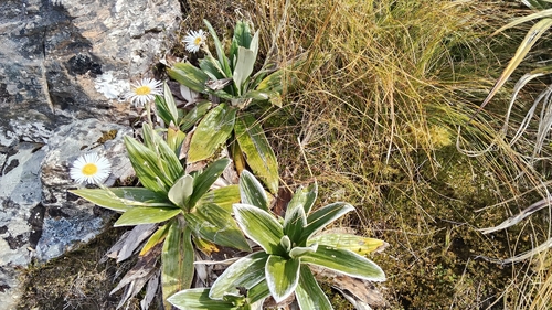 Large Mountain daisy (Celmisia semicordata)