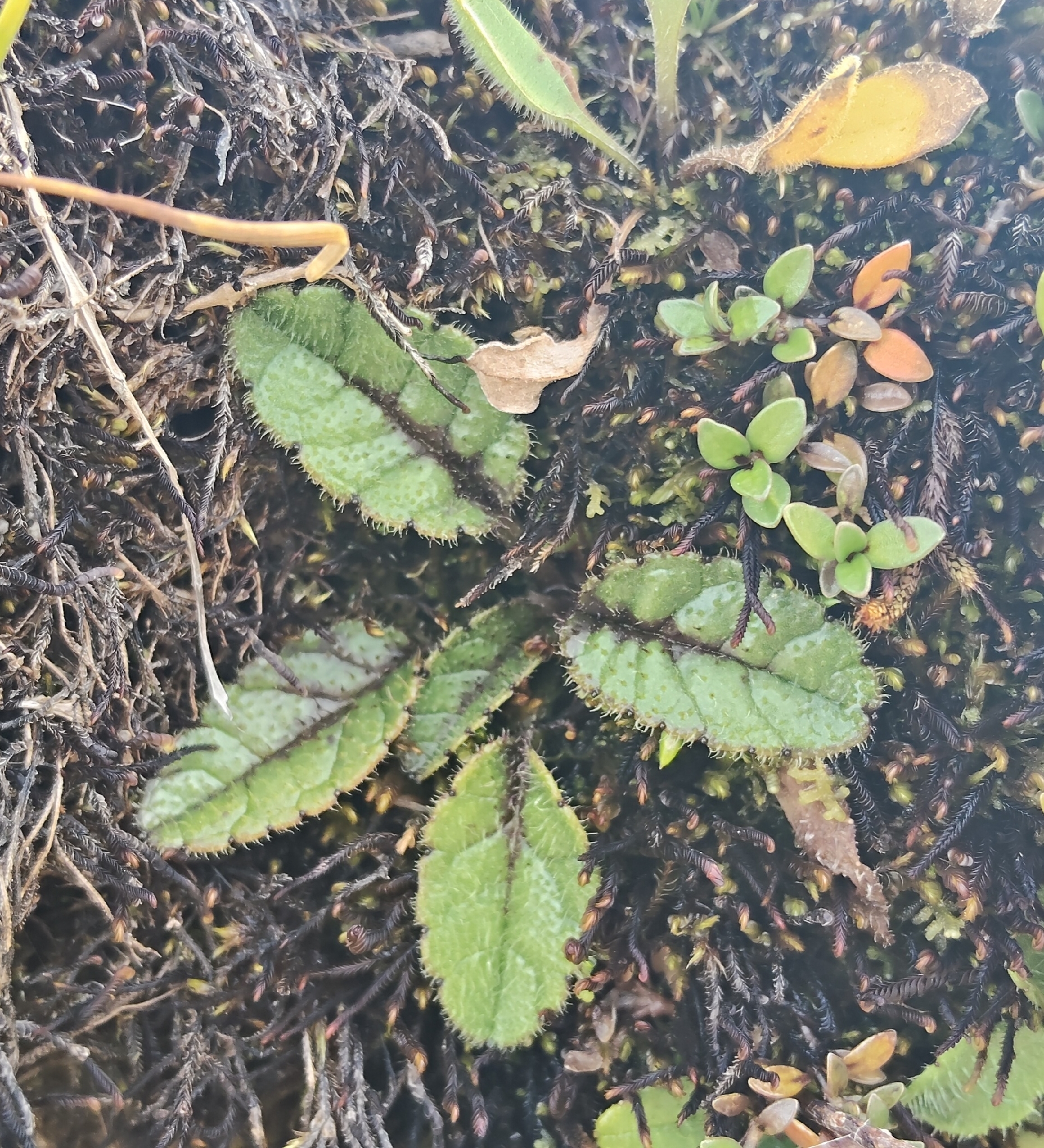 Brachyglottis bellidioides