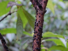 Paratachardina pseudolobata