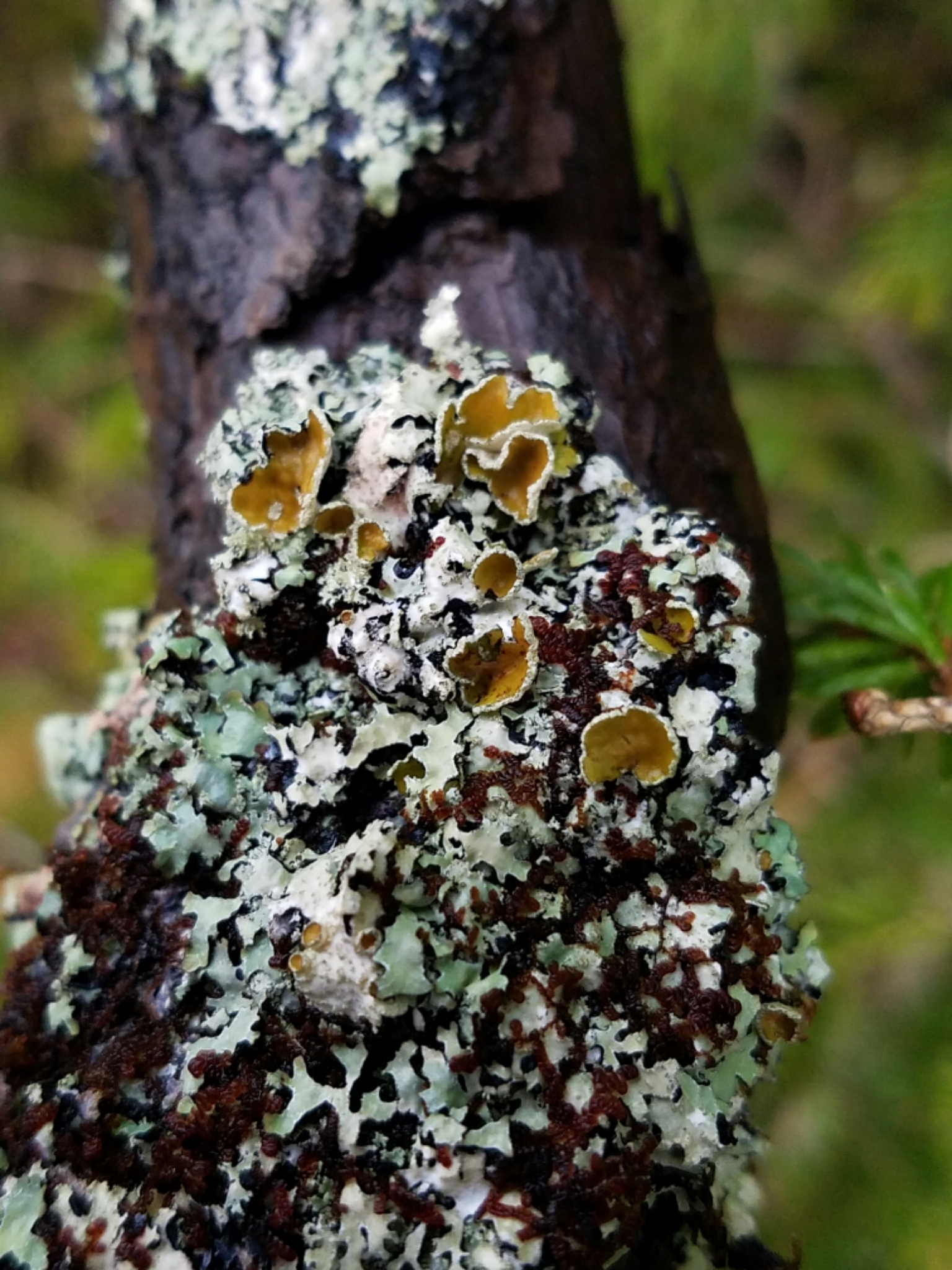 Parmelia squarrosa image