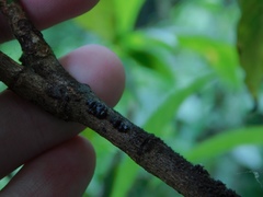 Paratachardina pseudolobata