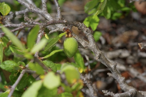 Texas Peachbush (Prunus texana)