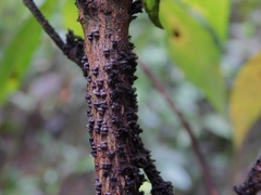 Paratachardina pseudolobata