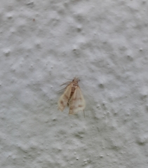 Lepidoptera