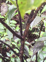 Paratachardina pseudolobata