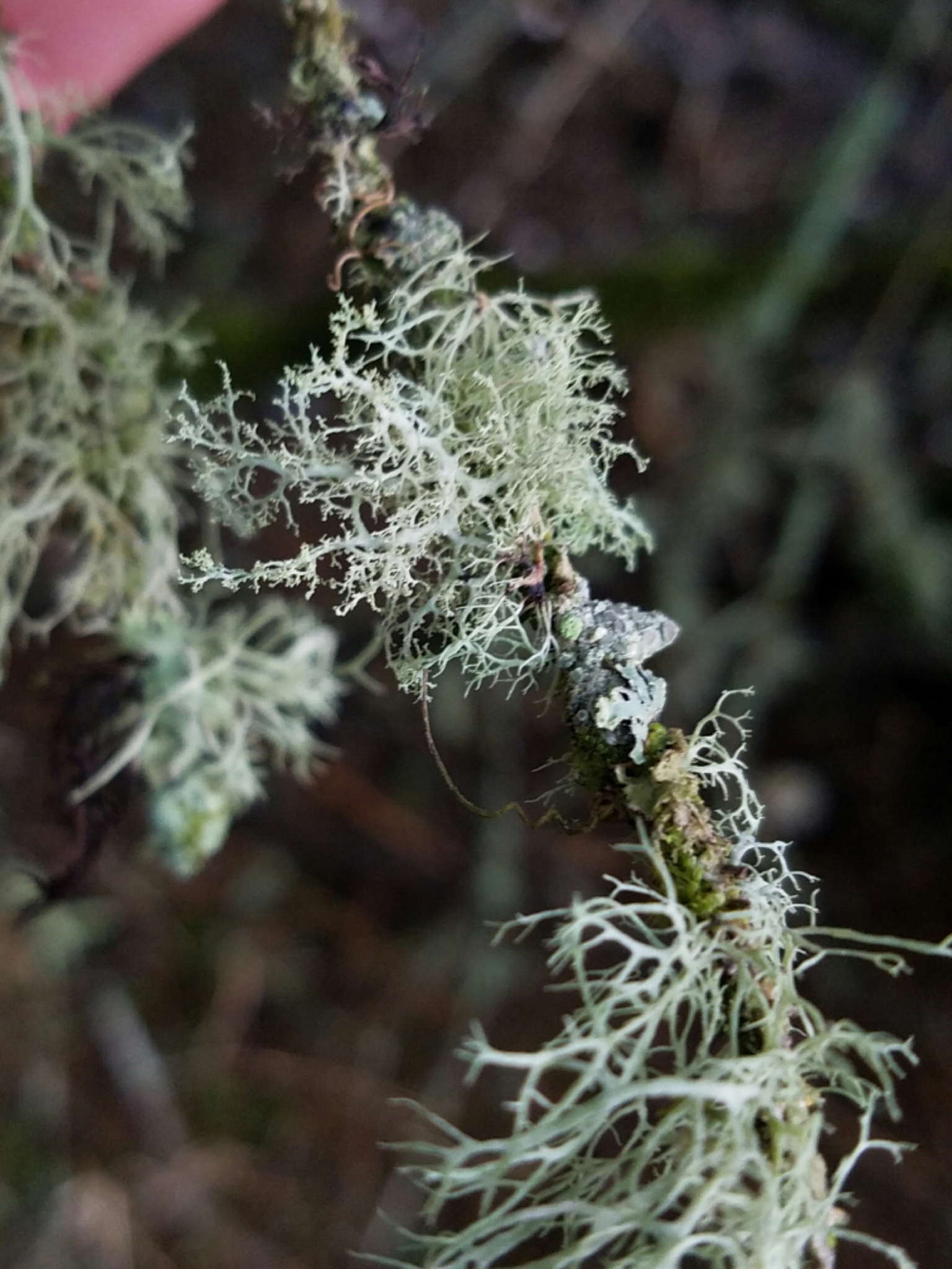 Ramalina roesleri image