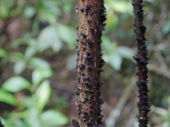 Paratachardina pseudolobata