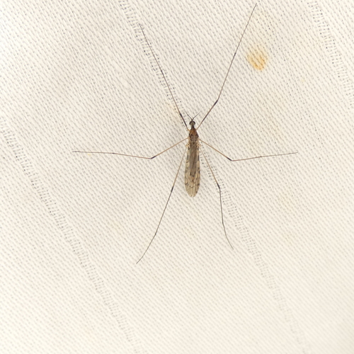 Unknown species found near Park Forest/LA North, Baton Rouge, LA, USA