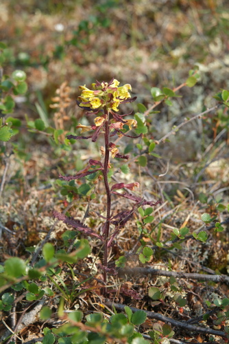 Labrador Lousewort