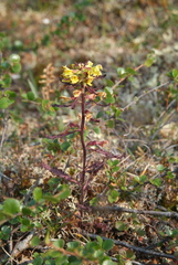 Labrador Lousewort - Photo (c) Игорь Поспелов, some rights reserved (CC BY-NC), uploaded by Игорь Поспелов