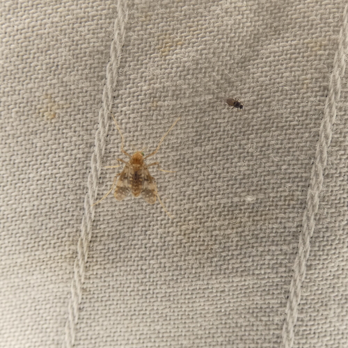 Unknown species found near Park Forest/LA North, Baton Rouge, LA, USA