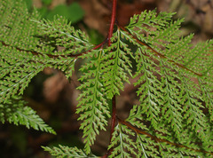 Leptolepia novae-zelandiae