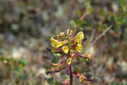 Labrador Lousewort