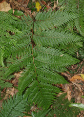 Leptolepia novae-zelandiae