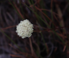 Hermas quinquedentata