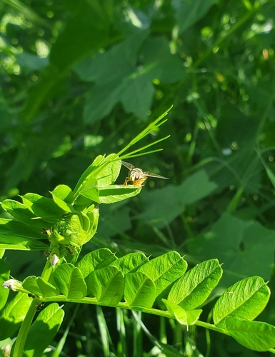 Unknown species found near Elverta, CA, USA