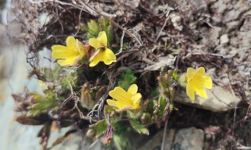 yellow eyebright (Euphrasia cockayneana)