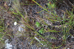 Hermas quinquedentata