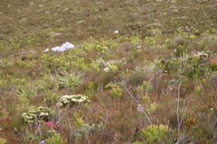 Berzelia rubra
