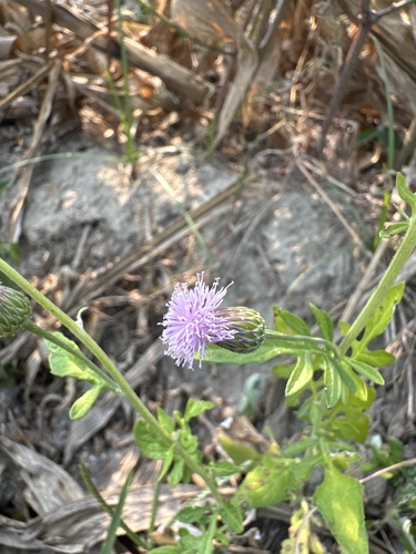 Fog's Hesmistepta (Hemisteptia lyrata)